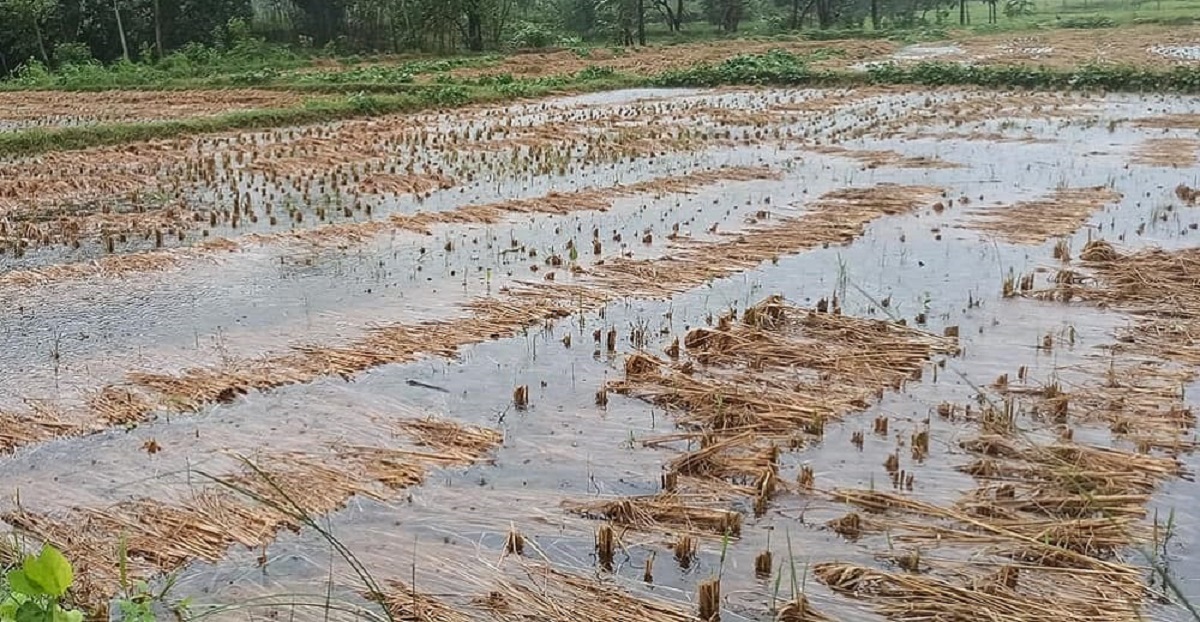 कञ्चनपुरमा मात्र  १२ हजार हेक्टरको धान क्षति