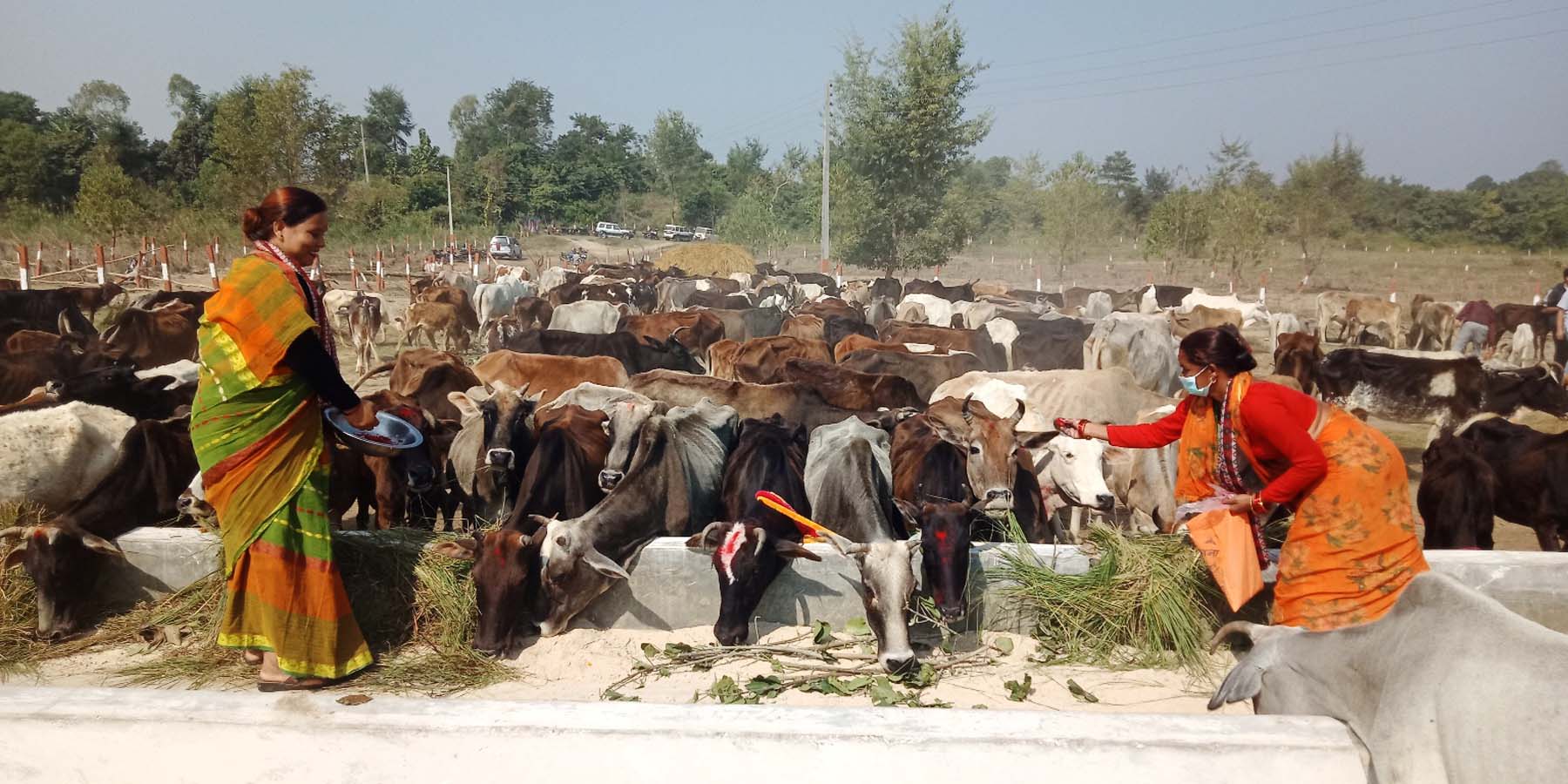 गाई पूजा गर्दै महिला